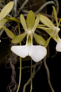 Dendrophylax fawcettii_Diamond Orchids_AM-AOS_81 Flower